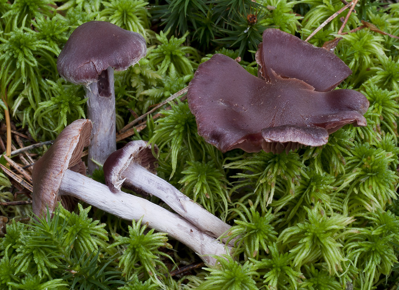 Cortinarius evernius